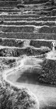   coultivation pirinç Teras alanı   