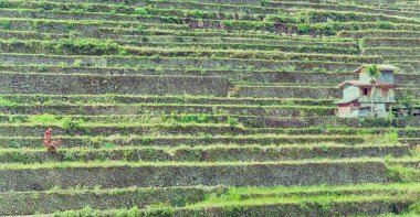   coultivation pirinç Teras alanı   