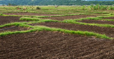   coultivation pirinç Teras alanı   