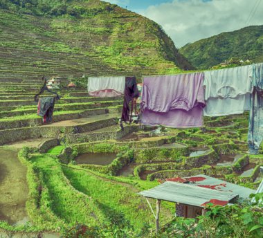   coultivation pirinç Teras alanı   
