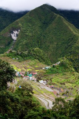   coultivation pirinç Teras alanı   