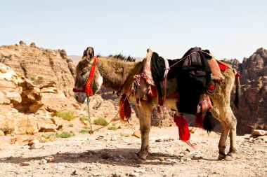  mountain yakınındaki turist bekleyen bir eşek