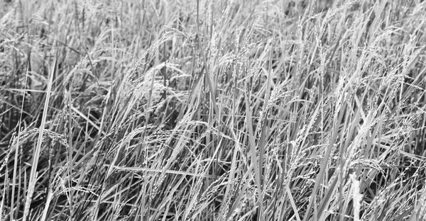 Primo piano di un campo di coltivazione di cereali di riso — Foto Stock