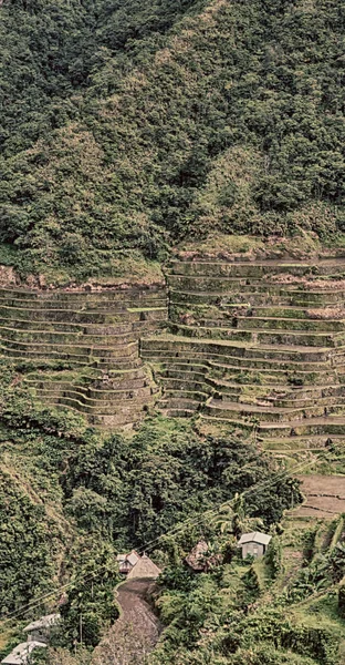   coultivation pirinç Teras alanı   