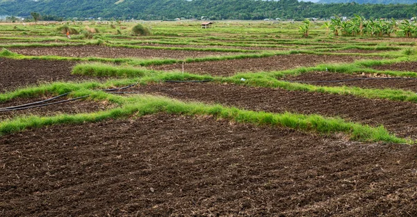   coultivation pirinç Teras alanı   