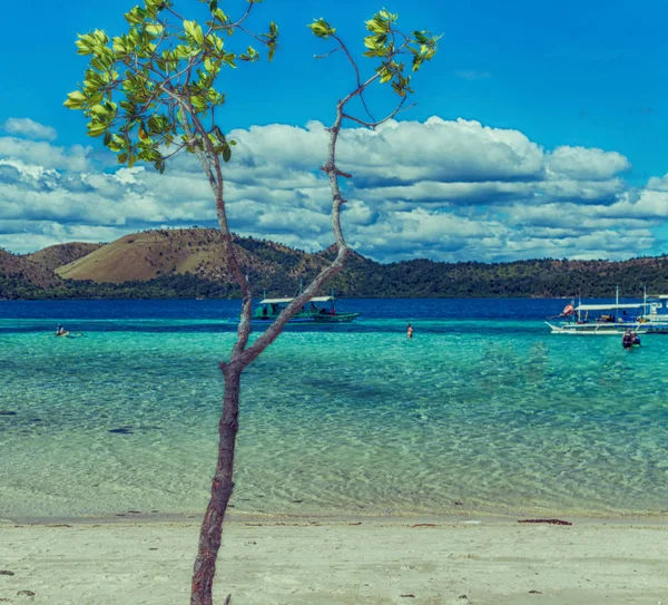 Di pulau yang indah kosatline dan pohon — Stok Foto