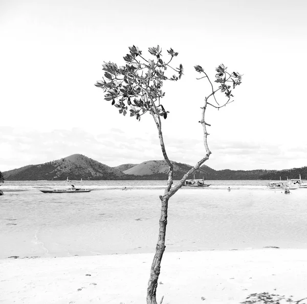 En la hermosa isla cosatline y el árbol — Foto de Stock