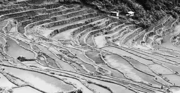   coultivation pirinç Teras alanı   