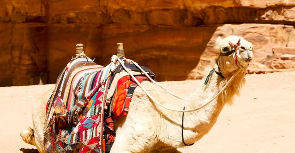 antik sitesi deve turistik merak. 