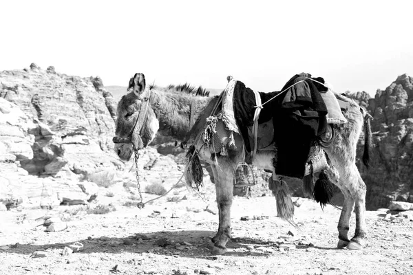 等待游人在古色古香的山附近驴子 — 图库照片