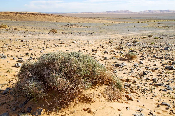  eski fosil morocco sahara ve rock taş gökyüzü çölde