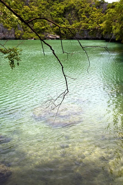 녹색 연못과 나무 바다 태국 kho의 해안선 — 스톡 사진