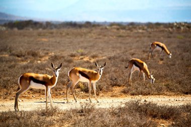 vahşi Impala ve kış bush