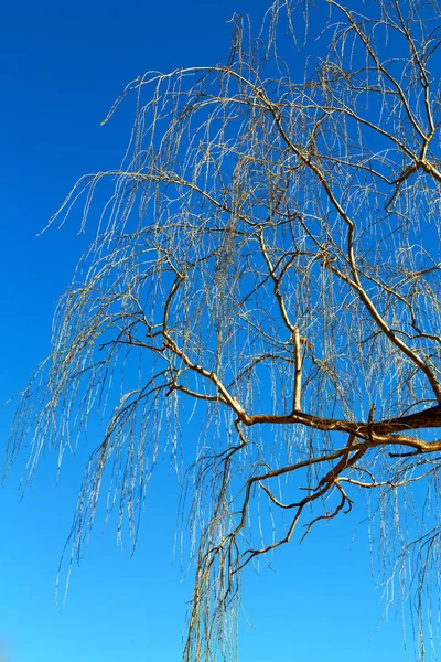 Alter Baum und seine Äste im klaren Himmel — Stockfoto