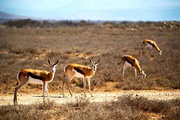 vahşi Impala ve kış bush