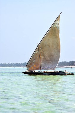 plaj zanzibar deniz yosunu   