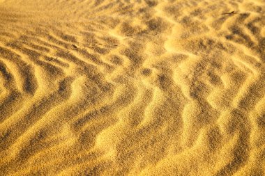 Afrika kahverengi sahara çizgi