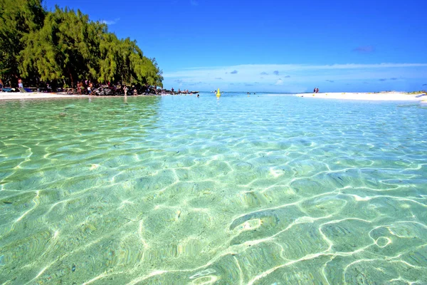 Beach ile du cerfs Algen indische Ozeanbewohner — Stockfoto