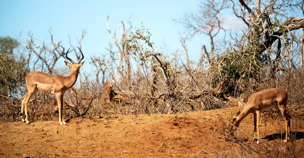 Divoké impala v zimě bush — Stock fotografie