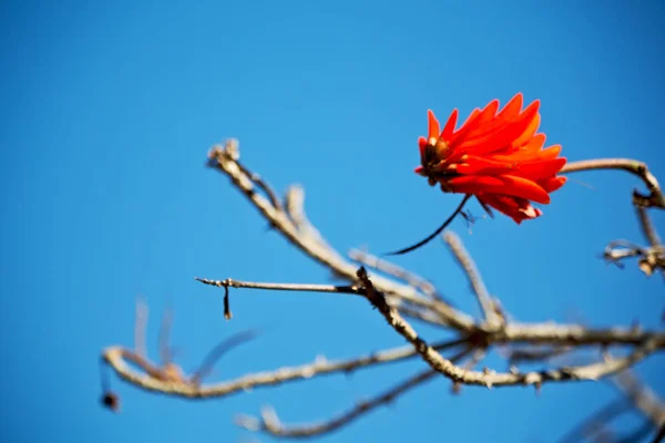 Close up of   flower plant and clear sky — Stock Photo, Image