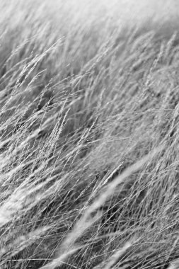 Sonbahar konsepti gibi sarı bir çimenin soyut dokusu