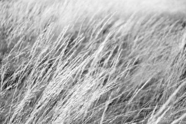 Sonbahar konsepti gibi sarı bir çimenin soyut dokusu