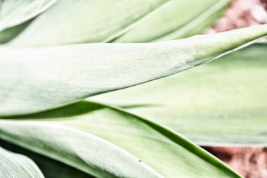 doku ve arka plan gibi bir yaprağın yakın çekim