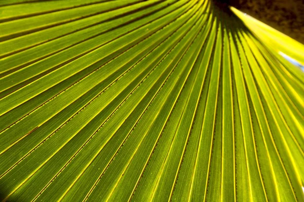 Textura Abstrata Uma Folha Verde Luz — Fotografia de Stock