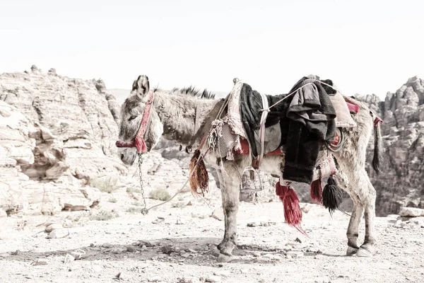 Un burro esperando al turista cerca de la montaña — Foto de Stock