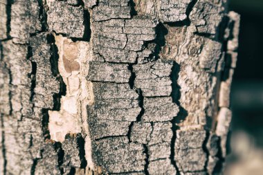 yüzey ağaç arka plan tahıl gibi soyut doku