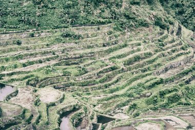 Banaue Unesco sitesinden pirinç elde etmek için Filipinler teras sahasında bulanıklık
