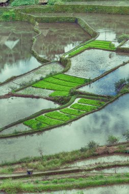 Banaue Unesco sitesinden pirinç elde etmek için Filipinler teras sahasında bulanıklık