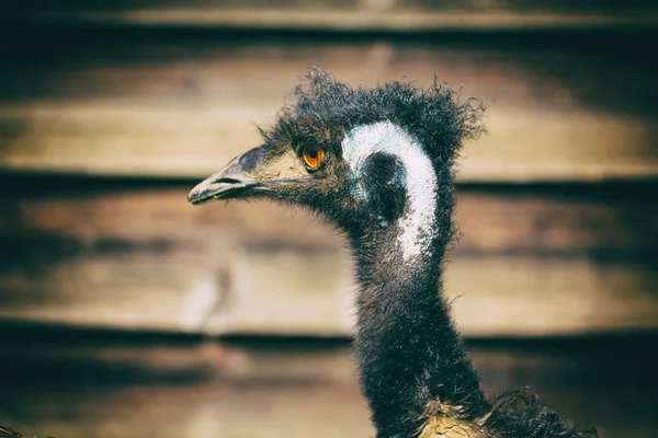 Parque Austrália Pássaro Emu Livre Fundo — Fotografia de Stock