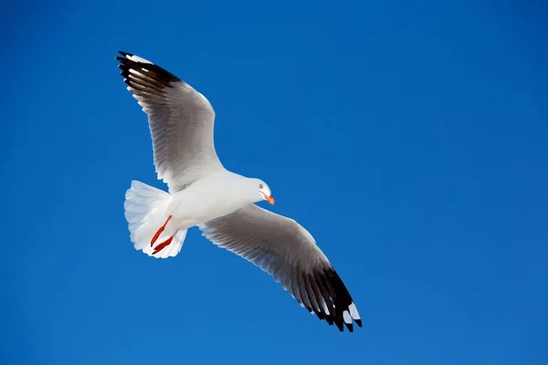 Eine weiße Möwe fliegt in den klaren Himmel — Stockfoto