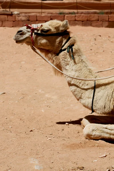 Petra Ürdün Turistik Gezi Için Hazır Bir Deve Başkanı — Stok fotoğraf