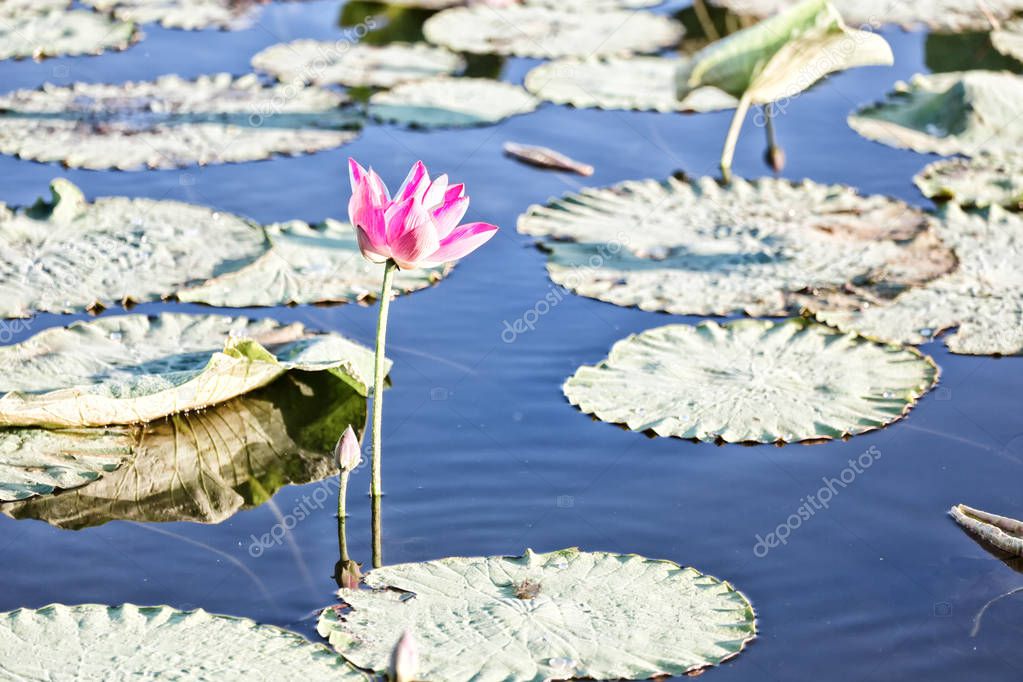 tranquility in the pond with waterlily aquatic blossom flower