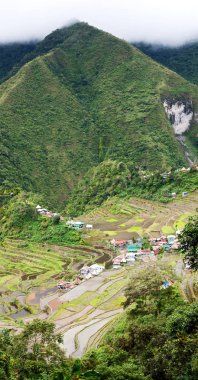 Banaue Unesco sitesinden pirinç elde etmek için Filipinler teras sahasında bulanıklık