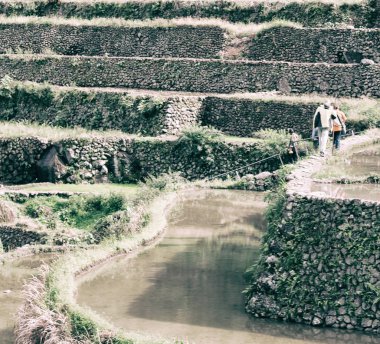 Banaue Unesco sitesinden pirinç elde etmek için Filipinler teras sahasında bulanıklık