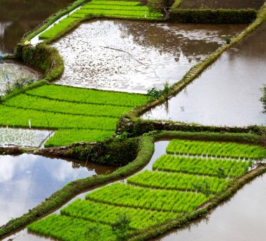 Banaue Unesco sitesinden pirinç elde etmek için Filipinler teras sahasında bulanıklık