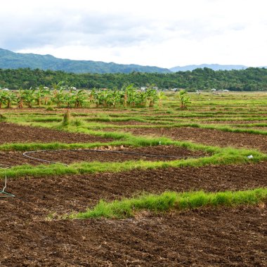 Banaue Unesco sitesinden pirinç elde etmek için Filipinler teras sahasında bulanıklık