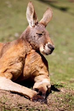 Avustralya'da natuarl park yakın çekim bush yakınındaki kanguru