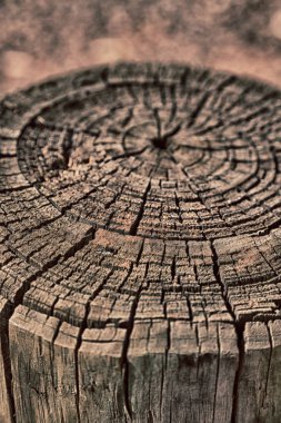 yüzey ağaç arka plan gibi soyut doku 