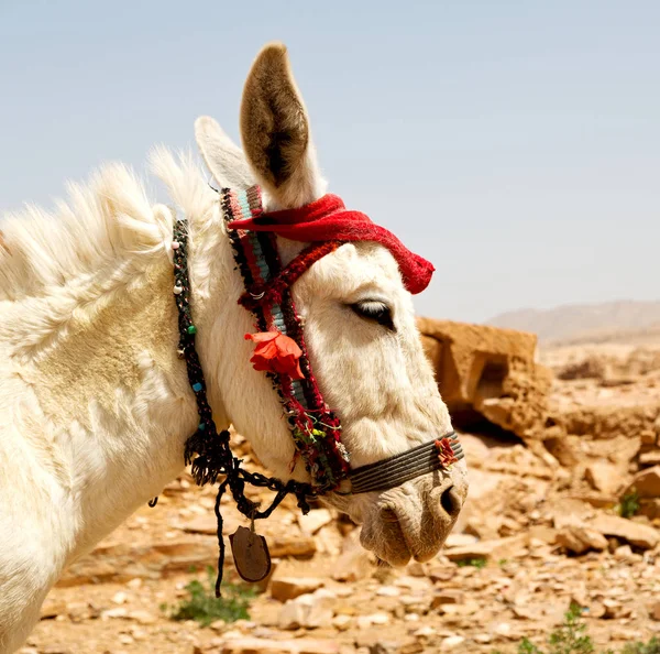 Petra Jordan Burro Esperando Turista Cerca Antigua Montaña — Foto de Stock