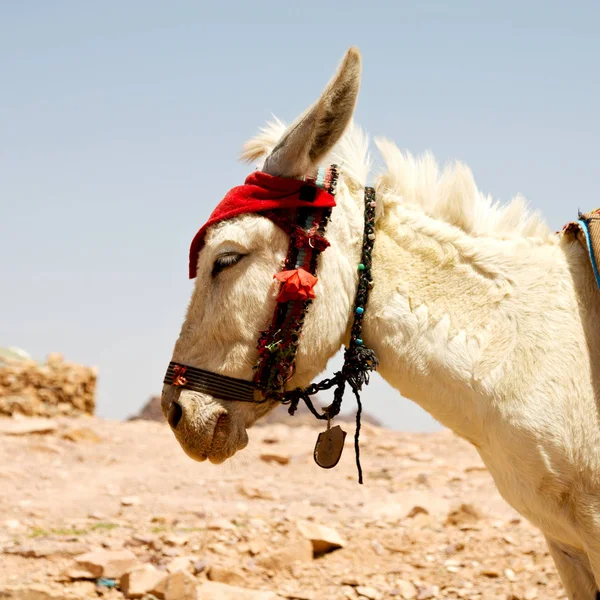 Petra Jordan Bir Antika Mountain Yakınındaki Turist Bekleyen Eşek — Stok fotoğraf