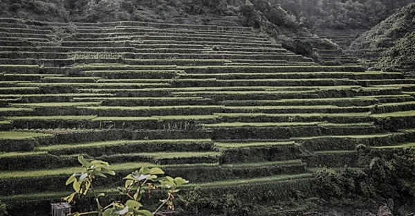 Flou Dans Champ Terrasse Philippines Pour Coultivation Riz Site Unesco — Photo