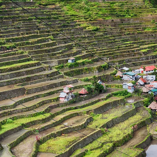 Sfocatura Filippini Campo Terrazza Coltivazione Riso Dal Sito Banaue Unesco — Foto Stock