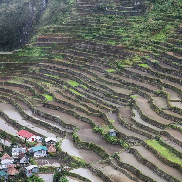 Sfocatura Filippini Campo Terrazza Coltivazione Riso Dal Sito Banaue Unesco — Foto Stock