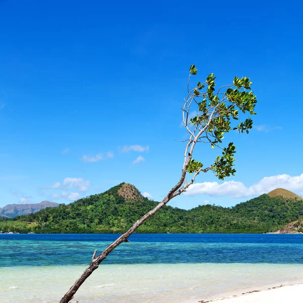 フィリピンの島の美しい Cosatline の木の丘観光用ボート — ストック写真