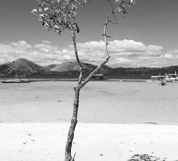 Филиппинском Острове Красивый Косатлайн Дерево Холм Лодка Туристов — стоковое фото
