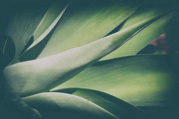 Texture Close Leaf Abstract Background — Stock Photo, Image